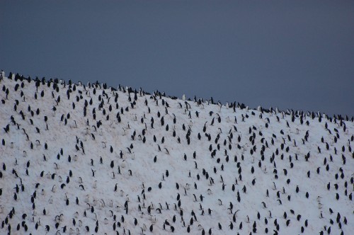 Penguins in Antarctica