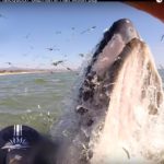 Whale Tale